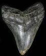 Large Megalodon Tooth - South Carolina #29244-1